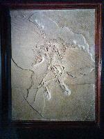 Archaeopteryx lithographica