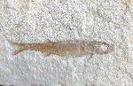 Pleuropholis