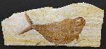 Siemensichthys sp. ARRATIA