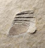 Arcomytilus