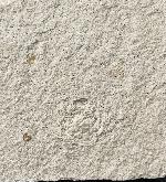 Goniodromites