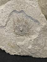 Pseudodiadema sp. 