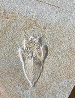 Scarabaeides deperditus