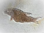 Macrosemimimus fegerti SCHRöDER ET AL.