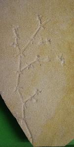 Grünalgen (Chlorophyta) 