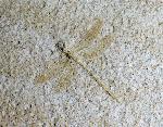 Nannogomphus