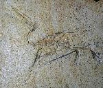 Pterodactylus antiquus