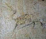 Pterodactylus antiquus