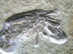 Glyphea nov.spec. typ b 