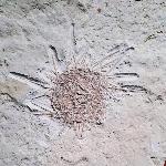Phymosomatoida