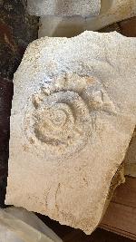 Lithacoceras