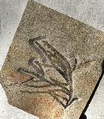 Athrotaxites