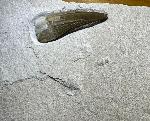 Flossenechsen (Plesiosauria)