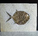 Gyrodus hexagonus