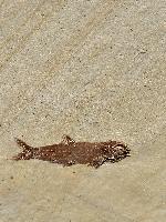 Nasrinsotoudehichthys sprattiformis