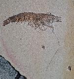 Antrimpos undenarius