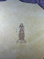 Sculda pennata