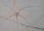 Geocoma carinata