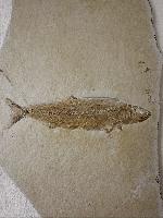 Tharsis dubius