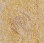 Palaeopentacheles roettenbacheri