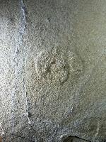 Silicisphinctes