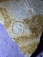 Metahaploceras