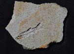 Anaethalion sp.