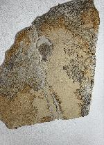 Laufspur  