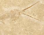 Palinurina sp.