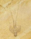 Palinurina longipes