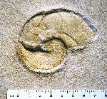 Taramelliceras (Fontannesiella)