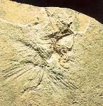 Archaeopteryx lithographica