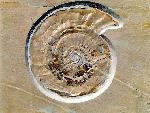 Weichtiere (Mollusca)