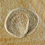 Ctenostreon