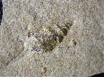 Dicroloma