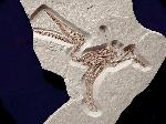 Pterodactylus sp.