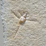 Spiniloma spinosa