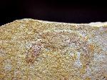 Goniochirus