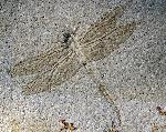 Cymatophlebia
