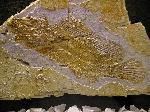 Macrosemius rostratus