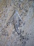 Myrmicium sp. 