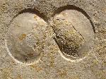 Plagiostoma