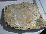 Propitidae