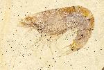 K��lga cf. curvirostris 
