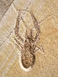 Pseudastacus muensteri 