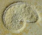 Streblites