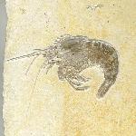 Drobna deformis