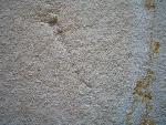 Parastenophlebia