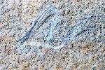 Eintagsfliegen (Ephemeroptera)